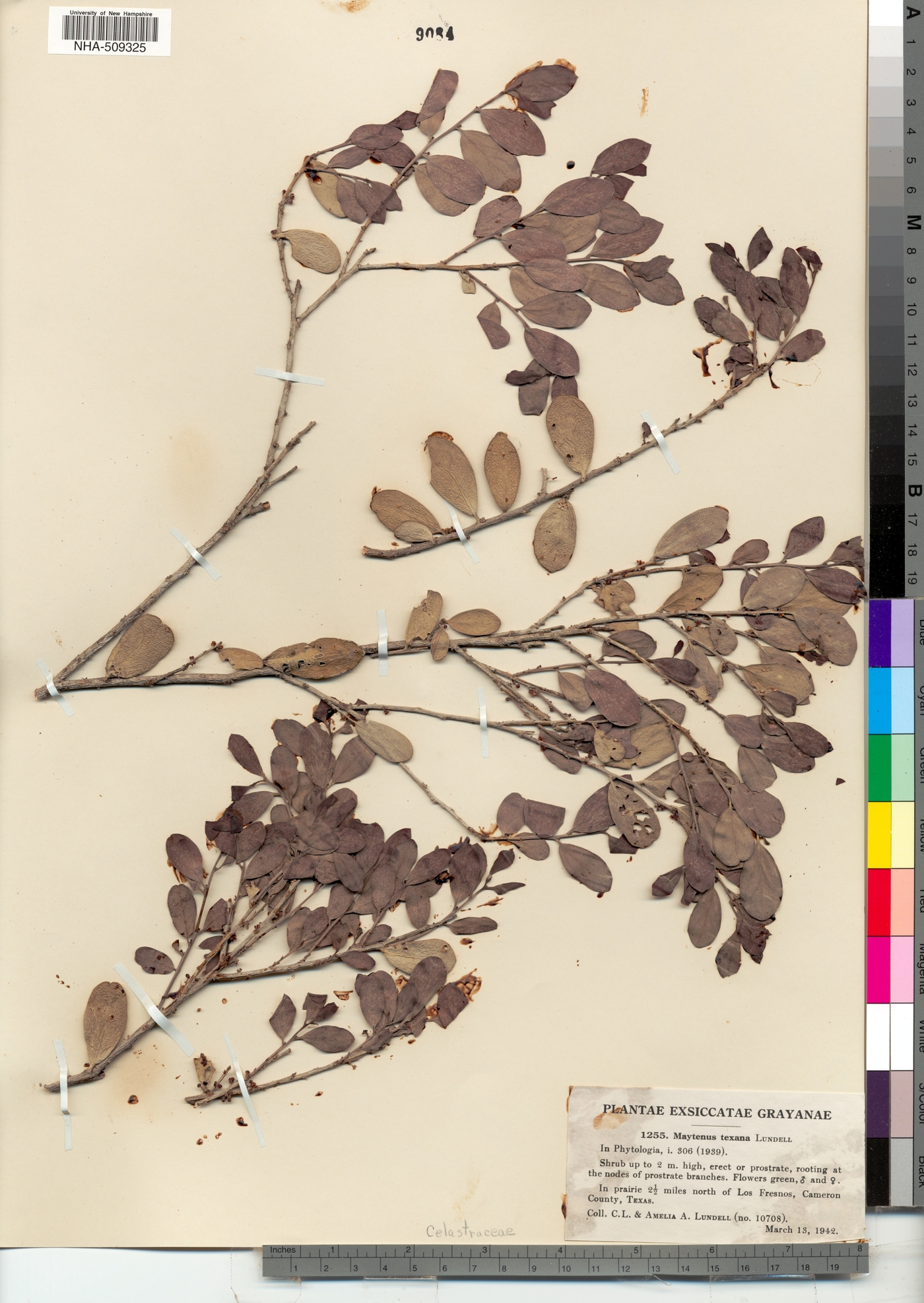 Maytenus phyllanthoides var. ovalifolia image
