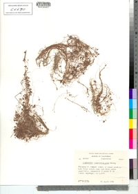 Callitriche longipedunculata image
