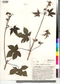 Humulus japonicus image