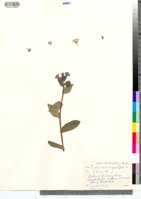 Image of Pulmonaria angustifolia