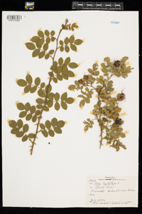 Rosa eglanteria image