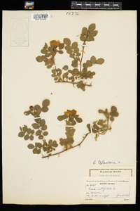 Rosa eglanteria image