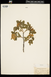 Rosa cinnamomea image