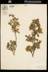 Rosa cinnamomea image