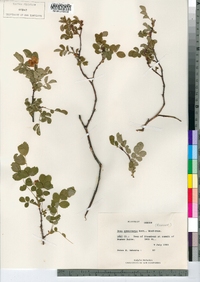 Rosa gymnocarpa image