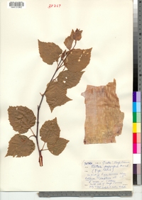 Betula papyrifera image