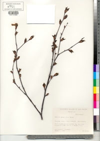 Betula papyrifera image