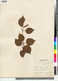 Betula papyrifera image