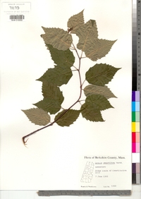 Betula papyrifera image