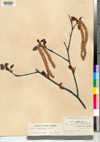 Betula papyrifera image