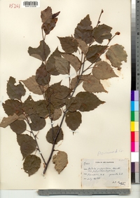 Betula papyrifera image