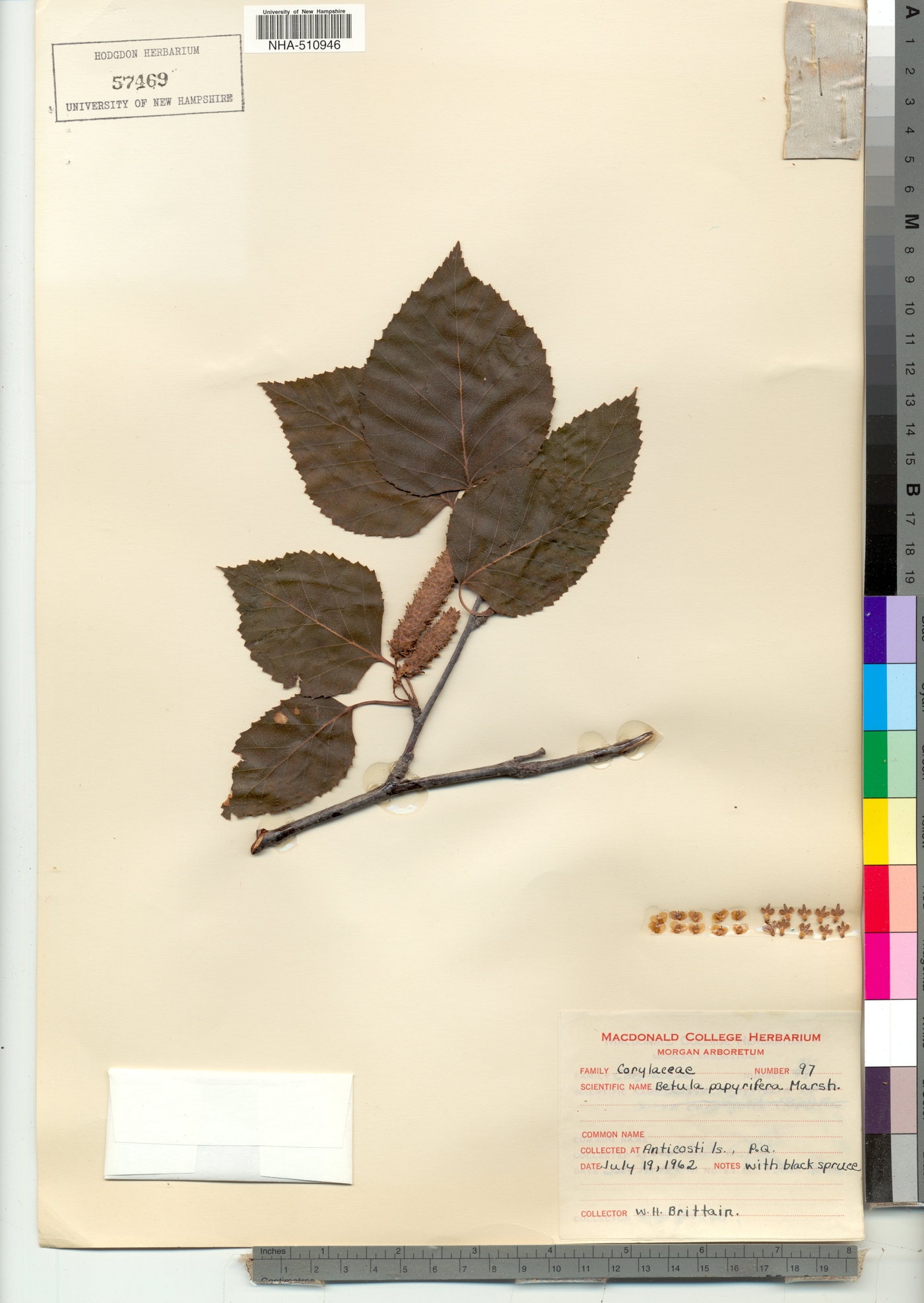 Betula papyrifera image