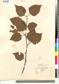 Betula papyrifera image