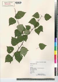 Betula pendula image