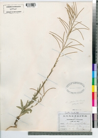 Boechera stricta image