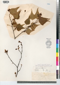 Betula populifolia image