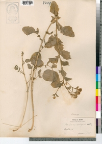 Barbarea vulgaris image