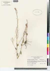 Barbarea vulgaris image