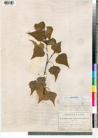 Betula populifolia image