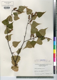 Betula populifolia image