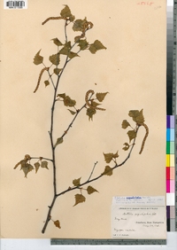 Betula populifolia image