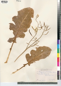 Brassica oleracea image