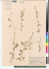 Cardamine parviflora image