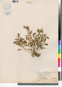 Cardamine pensylvanica image