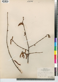 Corylus americana image