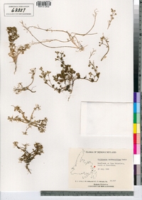 Cochlearia tridactylites image