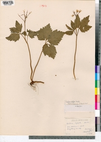 Cardamine diphylla image