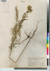 Erysimum cheiranthoides image