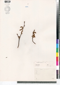 Corylus cornuta image