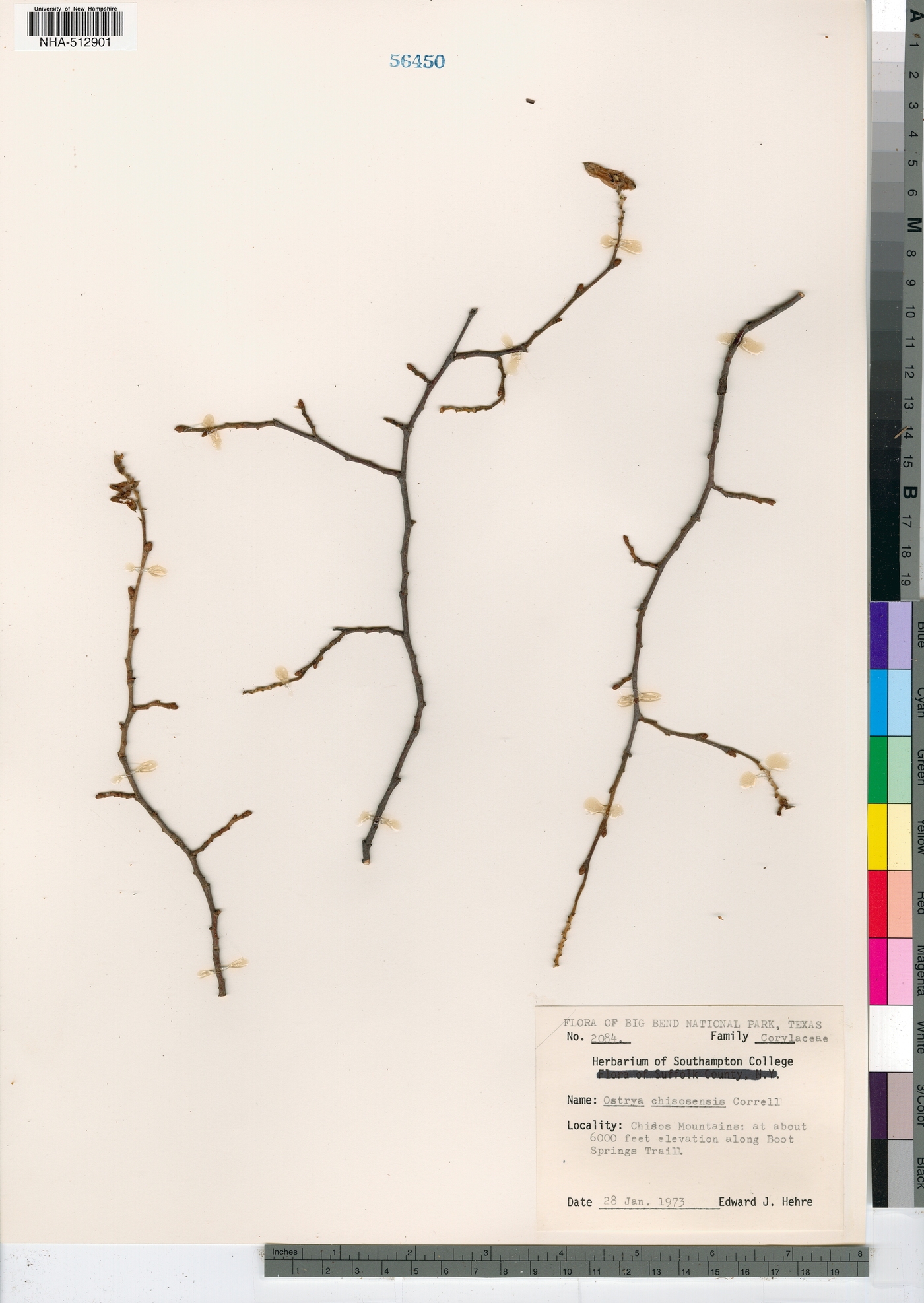 Ostrya virginiana var. chisosensis image