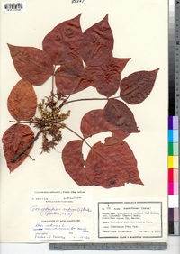 Toxicodendron radicans image