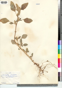 Amaranthus retroflexus image