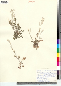 Cardamine hirsuta image