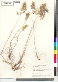 Image of Poa bulbosa ssp. vivipara