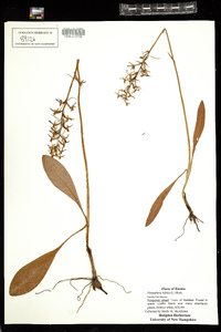 Image of Platanthera bifolia