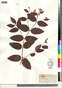 Apocynum androsaemifolium image