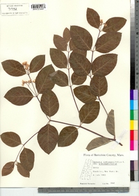 Apocynum androsaemifolium image