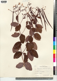 Apocynum androsaemifolium image