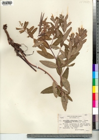 Apocynum cannabinum image