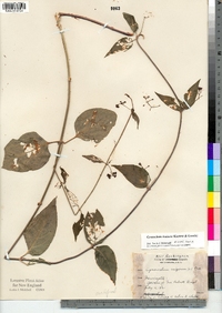 Cynanchum louiseae image
