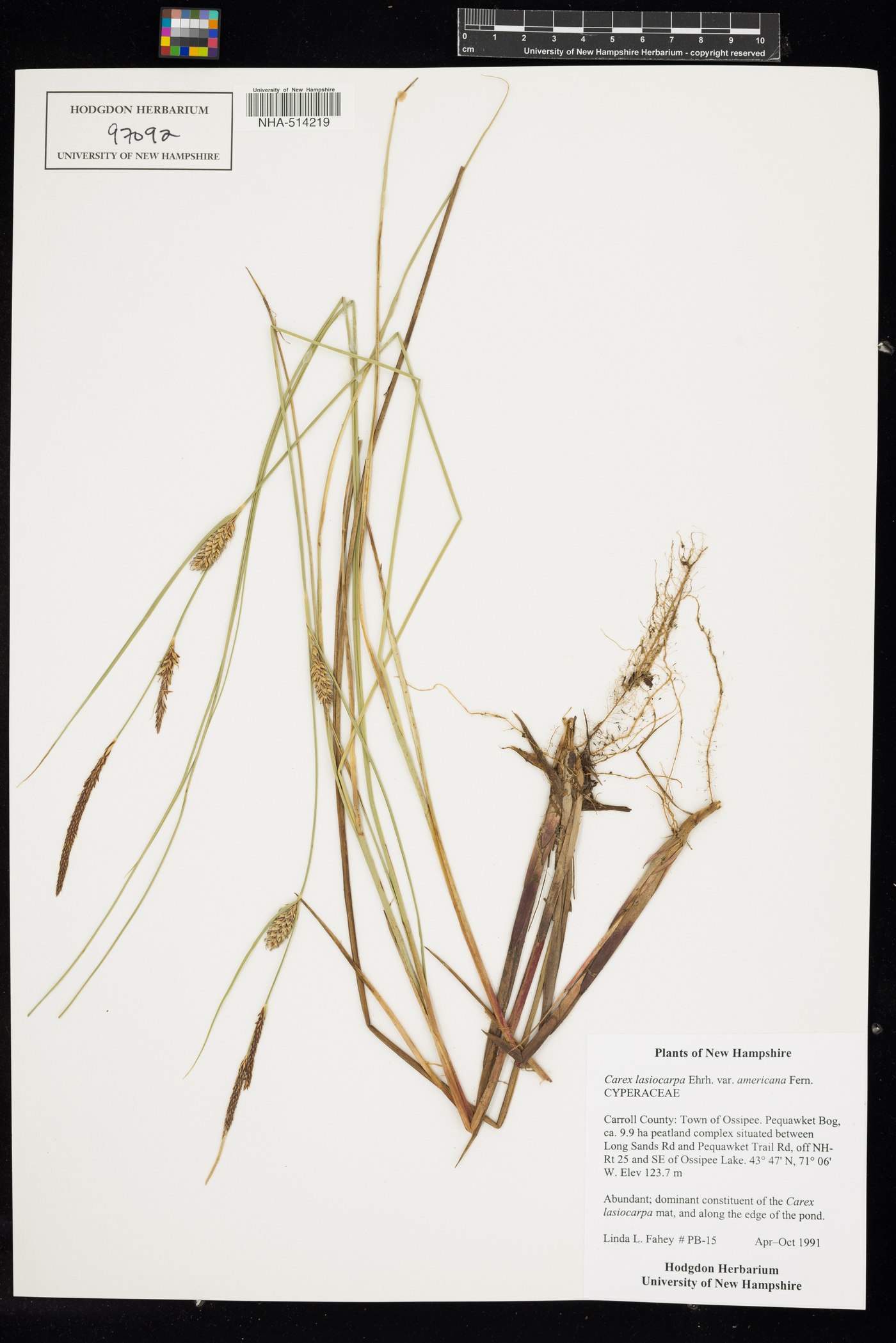 Carex lasiocarpa image