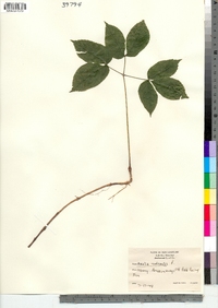 Aralia nudicaulis image