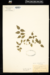 Image of Asparagus asparagoides