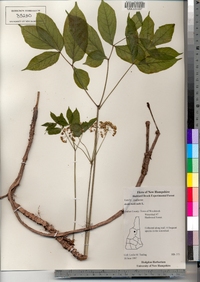 Aralia nudicaulis image