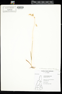 Image of Anthoxanthum monticola
