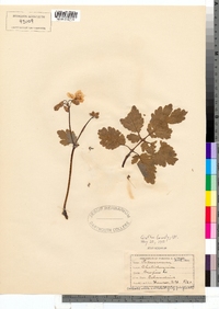 Chelidonium majus image